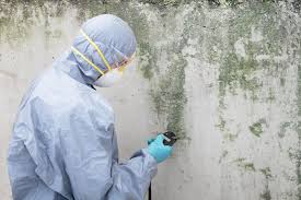 Mold Removal